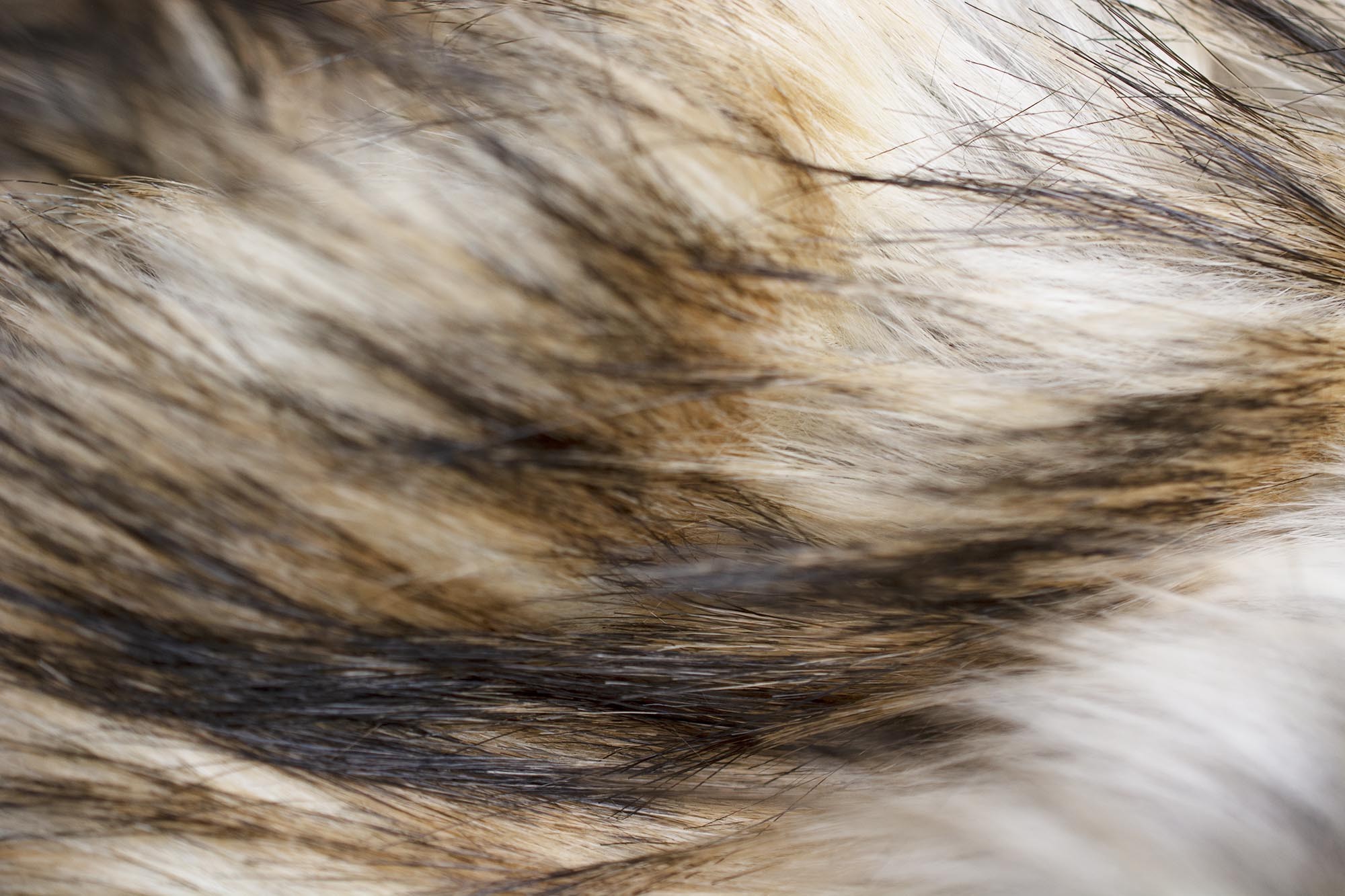 Wysokiej jakości użytkowania tkanina futrzana w odcieniach lion.